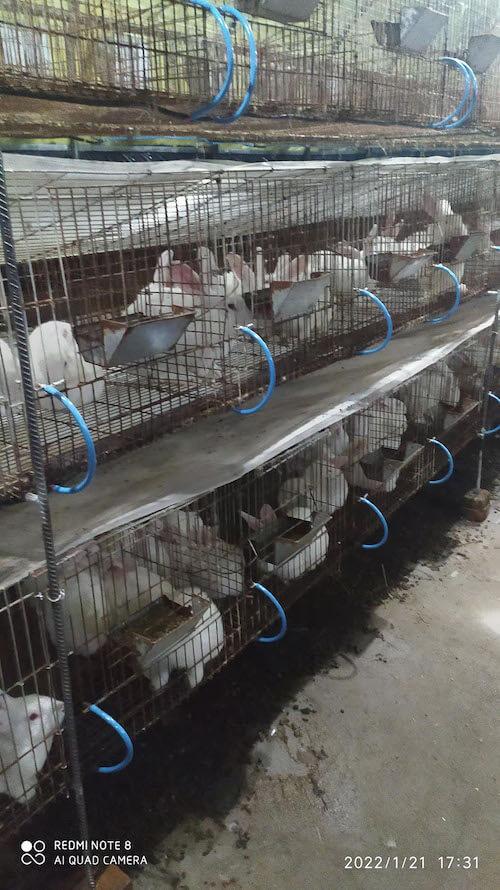 桑庄自家养殖肉兔出售，有喜欢吃的可以联系