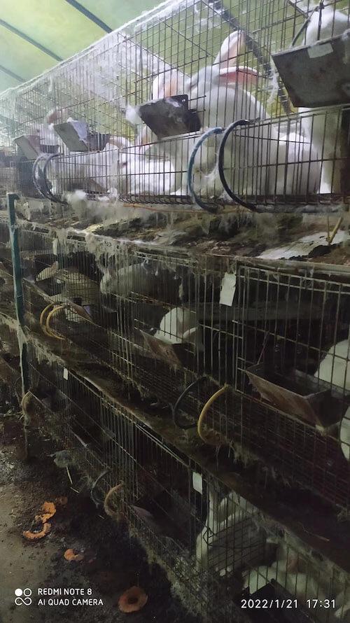桑庄自家养殖肉兔出售，有喜欢吃的可以联系